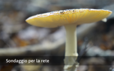 Sondaggi