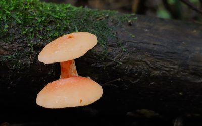 Discovery of Rhodotus palmatus in the Fosso della Cecchignola