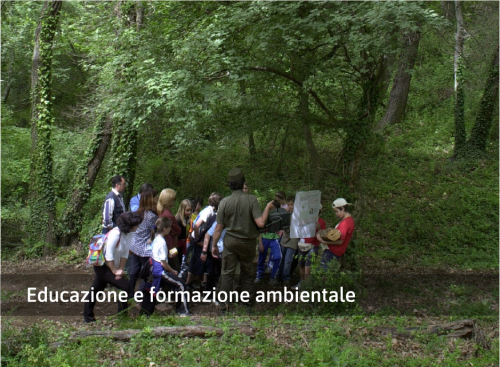 Roma, Villa Ada, habitat boschivo Foto di Federico Silvestri