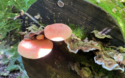 Ritrovamento di Rhodotus palmatus nel Fosso della Cecchignola