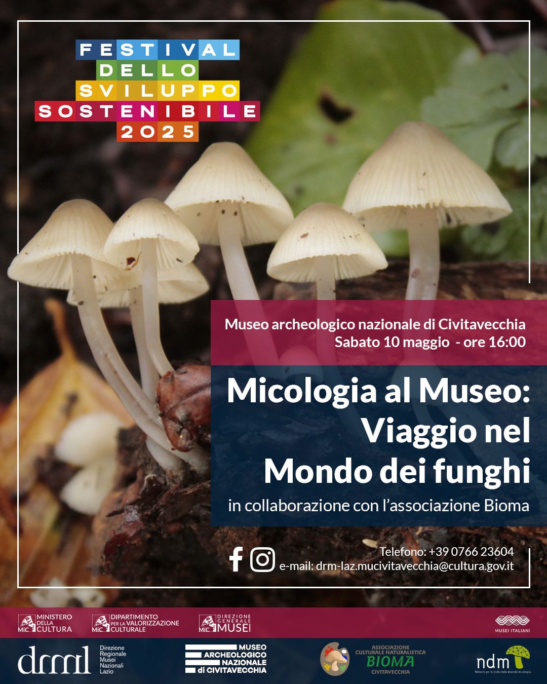 Micologia al museo Rhodotus palmatus su legno morto di olmo – foto di Anna Di Noi, ISPRA