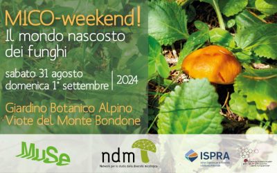 MICO-weekend! Il mondo nascosto dei funghi
