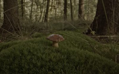 JoNeF prepares for the “Nature Protection” meeting on 20 June