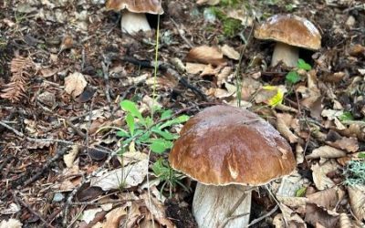Federparchi, ISPRA, Micocosmo and the Valle Camonica Mountain Community – Adamello Park join forces to enhance mountain biodiversity in Lombardy