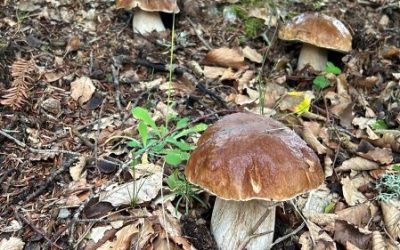 Federparchi, ISPRA, Micocosmo e Comunità Montana di Valle Camonica – Parco dell’Adamello insieme per valorizzare la biodiversità montana lombarda