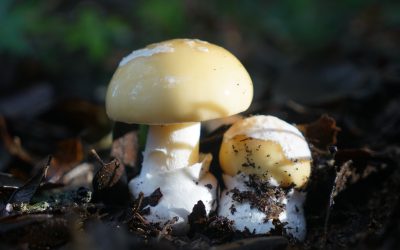 Miconessioni – dialoghi del sottobosco