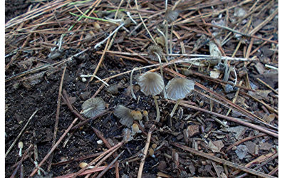 New species to science with isotype housed in the ISPRA fungarium (IFI)