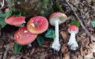 Parte nei Nebrodi uno dei più rilevanti censimenti territoriali dedicati alla biodiversità fungina