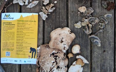 Progetto MeeT-Fungi – Montagne in Transizione