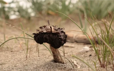 Sea and Marsh Fungi