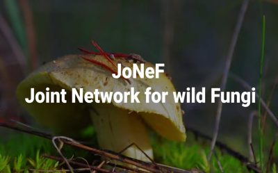 Il JoNeF Report 2025 alla General Assembly di IMPEL