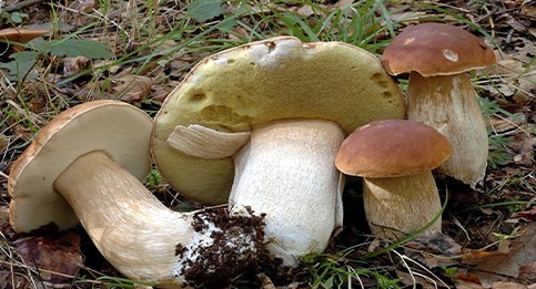 1 Locandina Corso Micologo (2).jpg