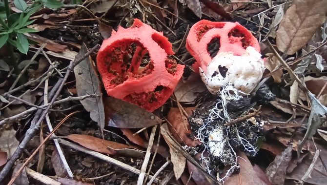 Clathrus-ruber_Francescangeli