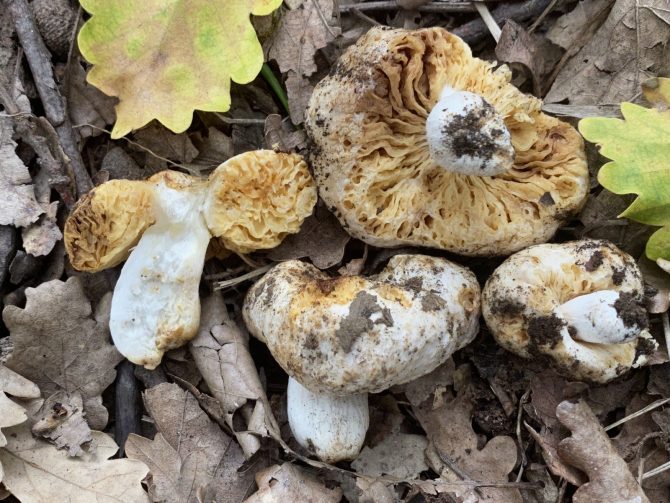 Russula-mediterraneensis_Cutrupi