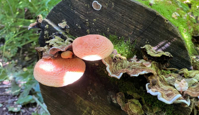 Rhodotus palmatus su ramo caduto di olmo, foto di Anna Di Noi