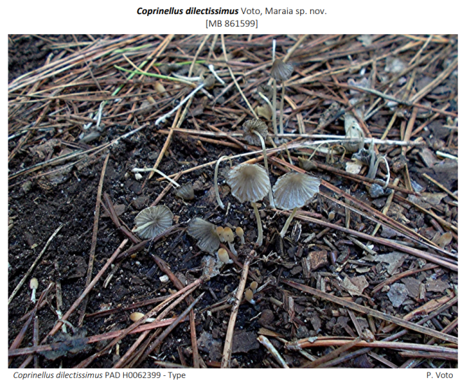 Coprinellus-dilectissimus